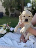 Angel , a female Golden Retriever for sale in Bloomington, CA – Photo 6 of 6