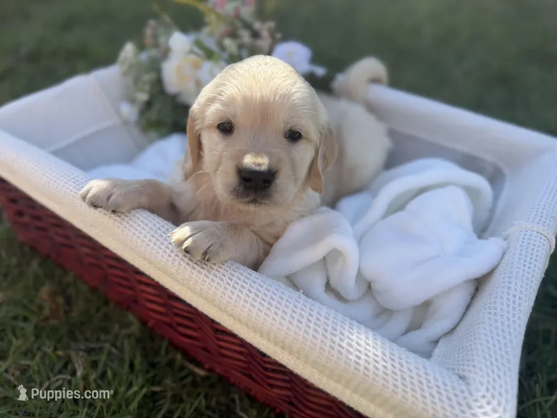 Angel  – Golden Retriever puppy for sale in Bloomington, CA