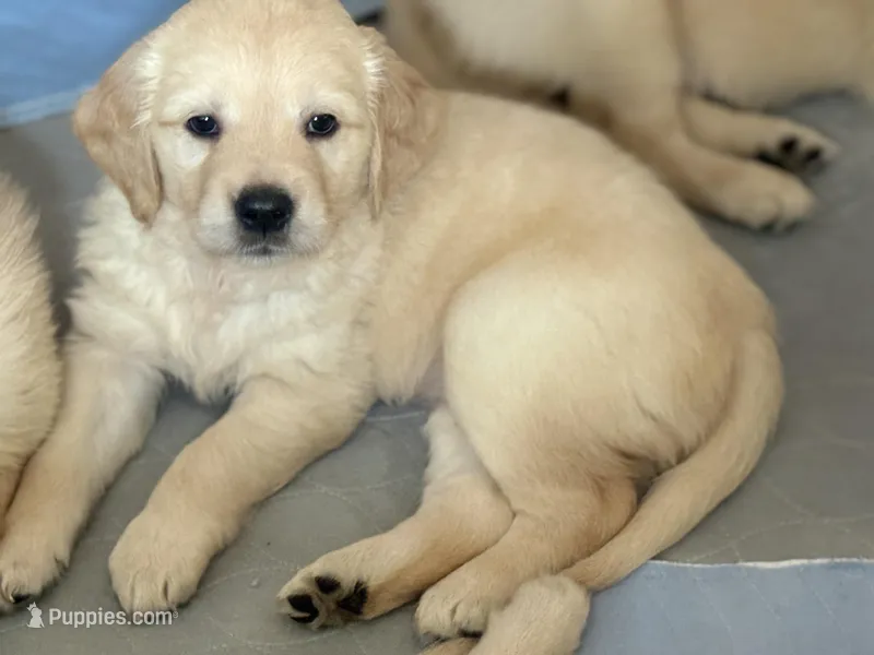 Angel  – Golden Retriever puppy for sale in Bloomington, CA