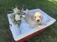 Angel , a female Golden Retriever for sale in Bloomington, CA – Photo 2 of 6