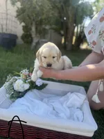 Angel , a female Golden Retriever for sale in Bloomington, CA – Photo 4 of 6