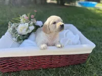 Angel , a female Golden Retriever for sale in Bloomington, CA – Photo 3 of 6