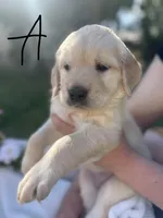 Angel , a female Golden Retriever for sale in Bloomington, CA – Photo 5 of 6