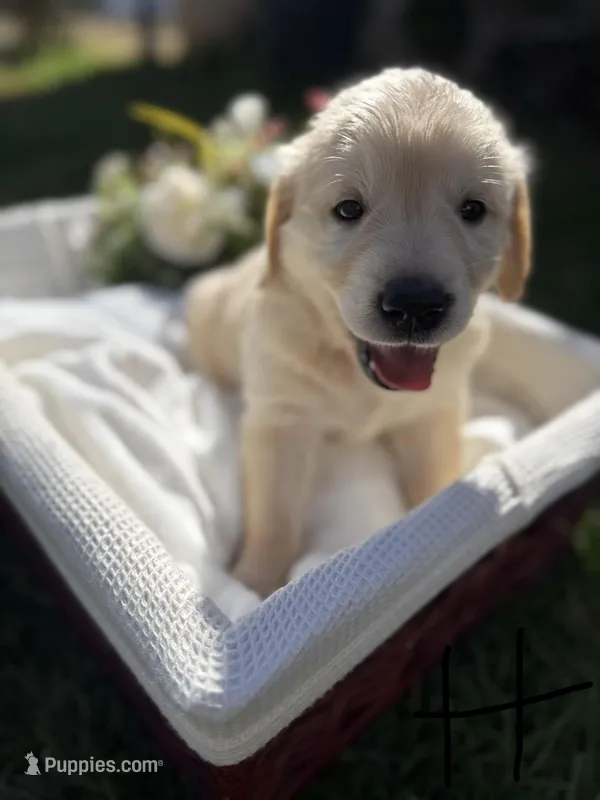 Harvey  – Golden Retriever puppy for sale in Bloomington, CA