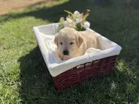 Harvey , a male Golden Retriever for sale in Bloomington, CA – Photo 2 of 4