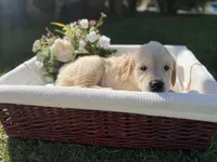 Harvey , a male Golden Retriever for sale in Bloomington, CA – Photo 4 of 4
