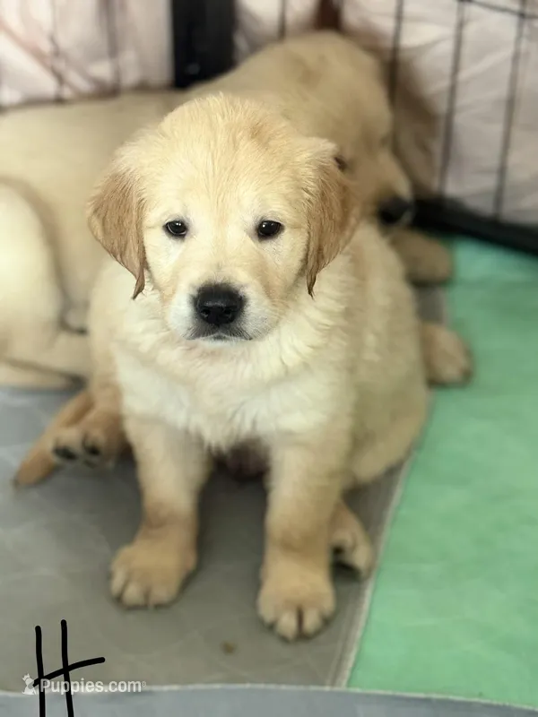 Harvey  – Golden Retriever puppy for sale in Bloomington, CA