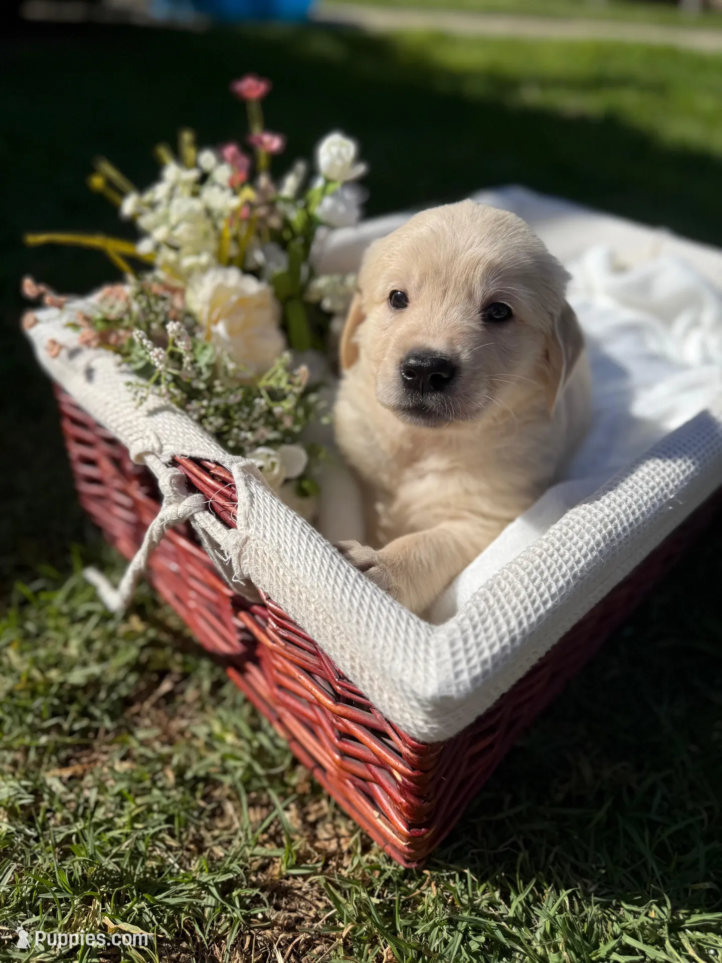 David  – Golden Retriever puppy for sale in Bloomington, CA