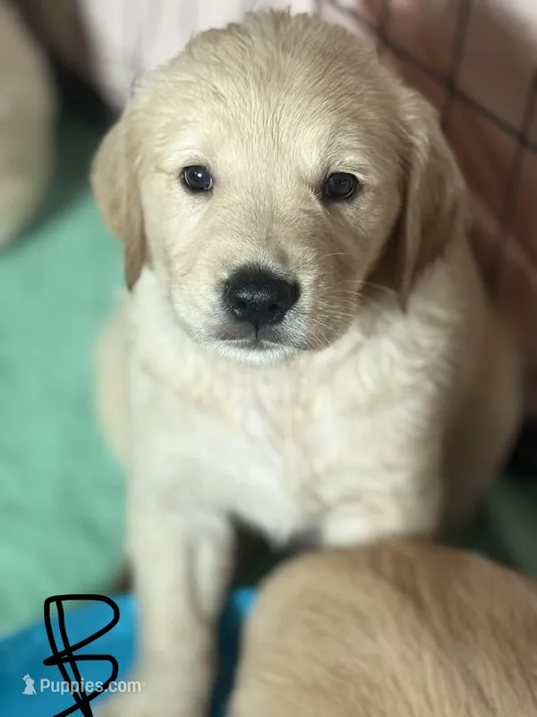 Ben – Golden Retriever puppy for sale in Bloomington, CA