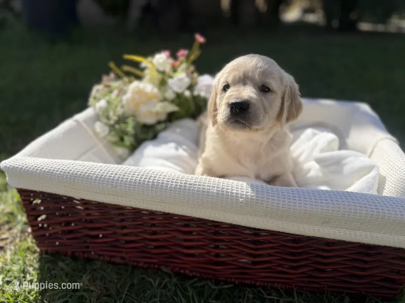 Ben – Golden Retriever puppy for sale in Bloomington, CA