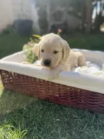 Ben, a male Golden Retriever for sale in Bloomington, CA – Photo 5 of 5