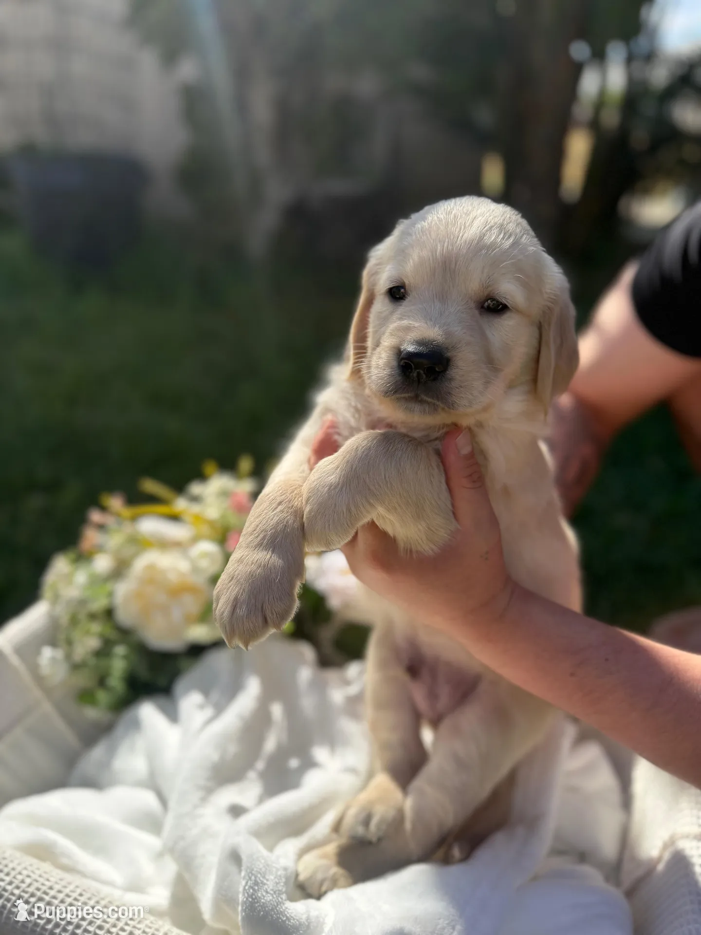 Ben, a male Golden Retriever for sale in Bloomington, CA – Photo 2 of 5