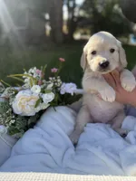 Honey, a female Golden Retriever for sale in Bloomington, CA – Photo 3 of 6