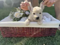 Honey, a female Golden Retriever for sale in Bloomington, CA – Photo 5 of 6