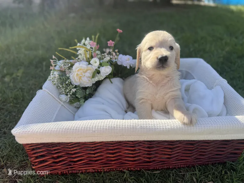 Honey – Golden Retriever puppy for sale in Bloomington, CA