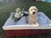 Honey, a female Golden Retriever for sale in Bloomington, CA – Photo 1 of 6