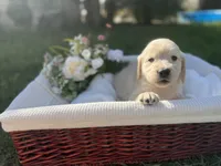 Honey, a female Golden Retriever for sale in Bloomington, CA – Photo 4 of 6