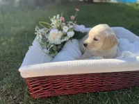 Honey, a female Golden Retriever for sale in Bloomington, CA – Photo 6 of 6