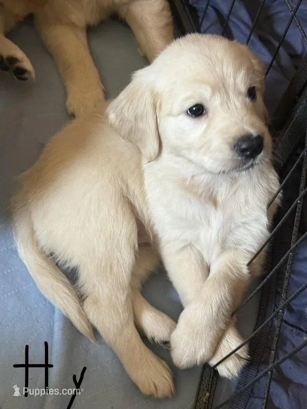 Honey – Golden Retriever puppy for sale in Bloomington, CA