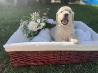 Honey, a female Golden Retriever for sale in Bloomington, CA – Photo 2 of 6