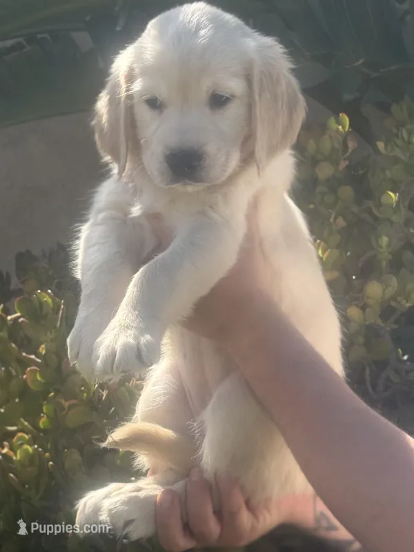 Honey – Golden Retriever puppy for sale in Bloomington, CA
