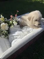 Peter, a male Golden Retriever for sale in Bloomington, CA – Photo 6 of 6