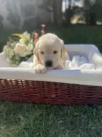 Peter, a male Golden Retriever for sale in Bloomington, CA – Photo 2 of 6
