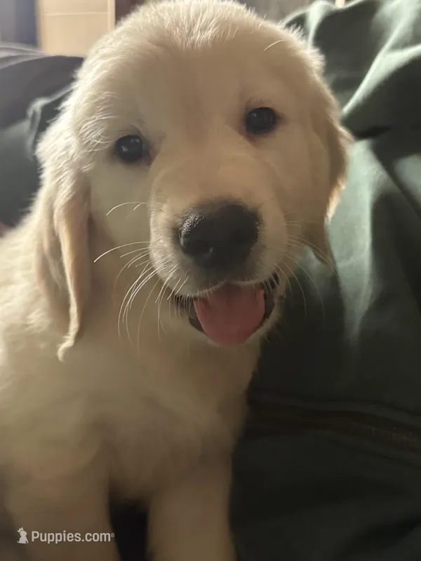 Peter – Golden Retriever puppy for sale in Bloomington, CA