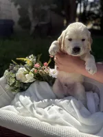 Peter, a male Golden Retriever for sale in Bloomington, CA – Photo 4 of 6
