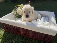 Peter, a male Golden Retriever for sale in Bloomington, CA – Photo 3 of 6