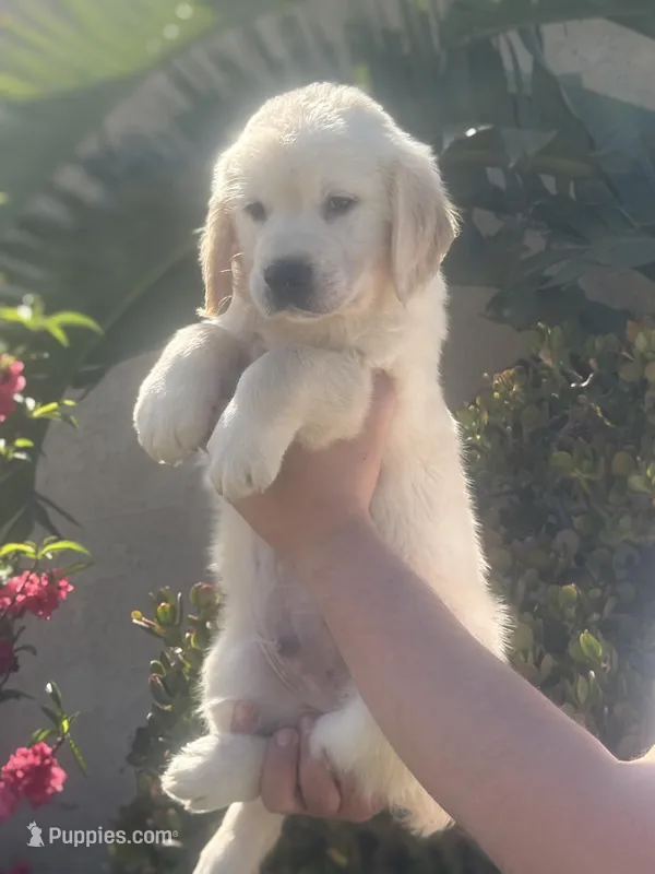 Peter – Golden Retriever puppy for sale in Bloomington, CA
