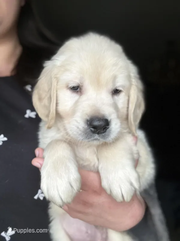 Peter – Golden Retriever puppy for sale in Bloomington, CA