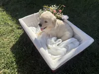 Peter, a male Golden Retriever for sale in Bloomington, CA – Photo 5 of 6