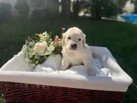 Peter, a male Golden Retriever for sale in Bloomington, CA – Photo 1 of 6