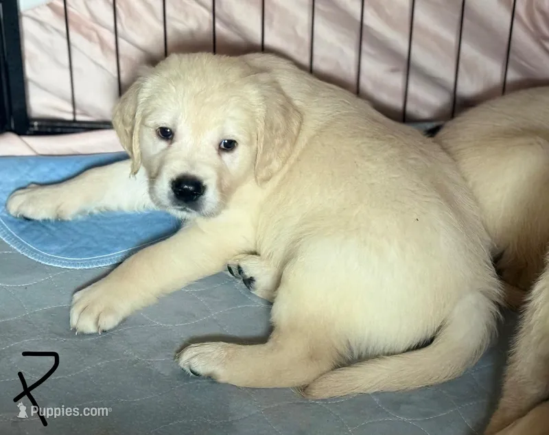 Peter – Golden Retriever puppy for sale in Bloomington, CA
