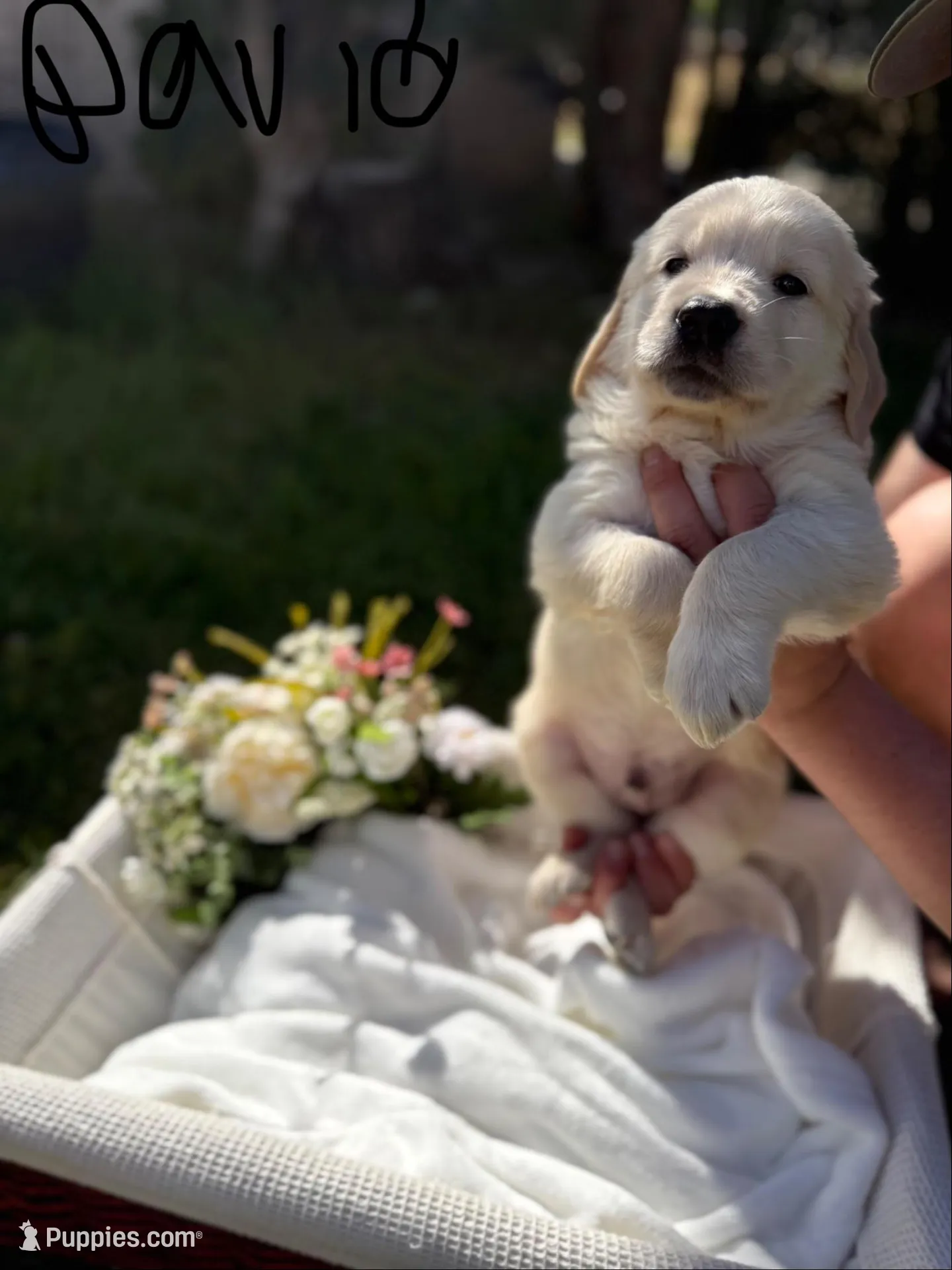 David , a male Golden Retriever for sale in Bloomington, CA – Photo 2 of 5