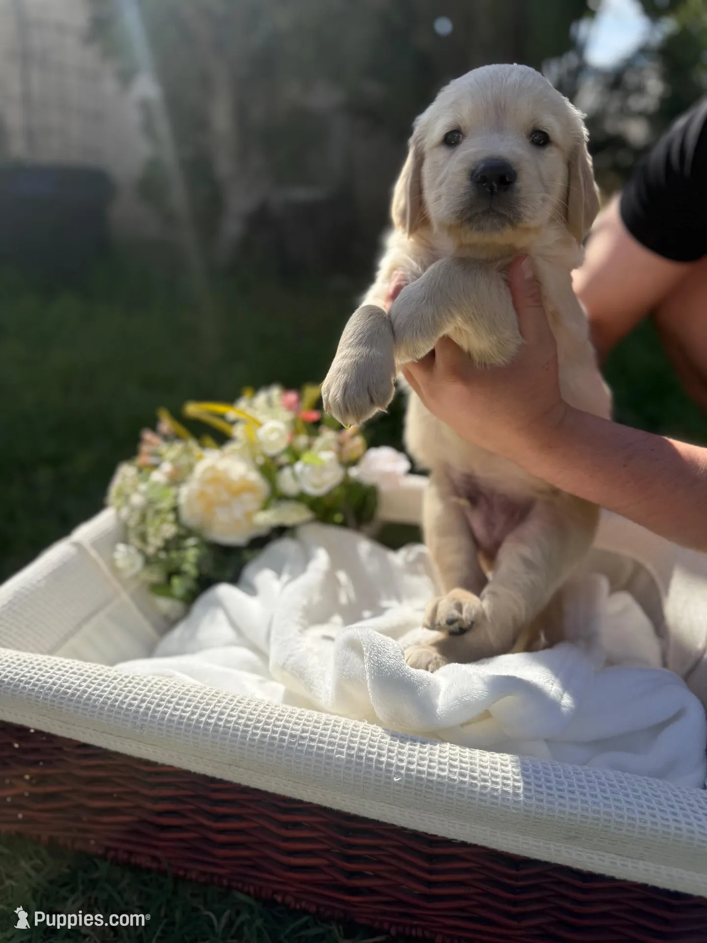 Ben, a male Golden Retriever for sale in Bloomington, CA – Photo 4 of 5
