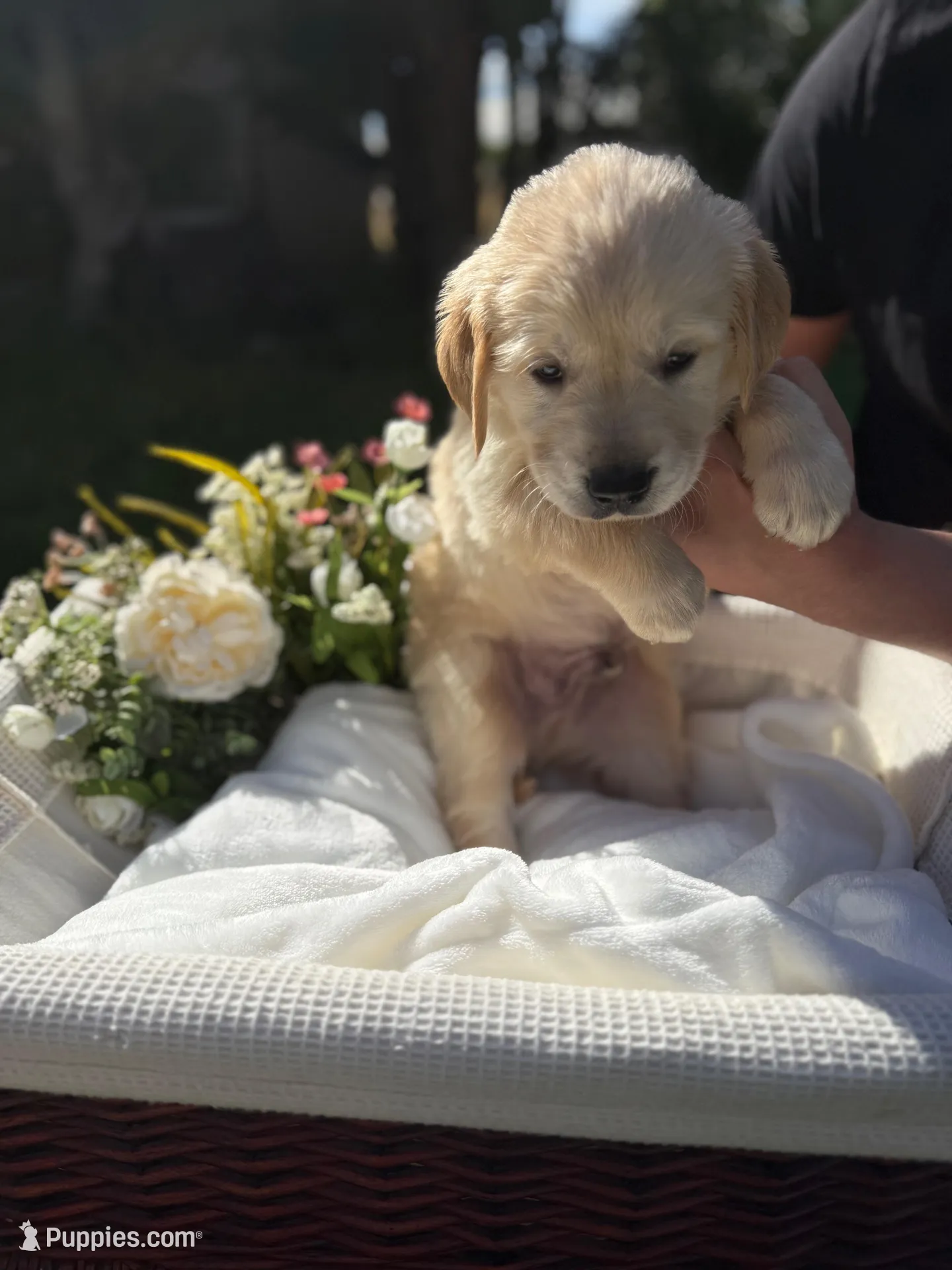 Harvey , a male Golden Retriever for sale in Bloomington, CA – Photo 3 of 4