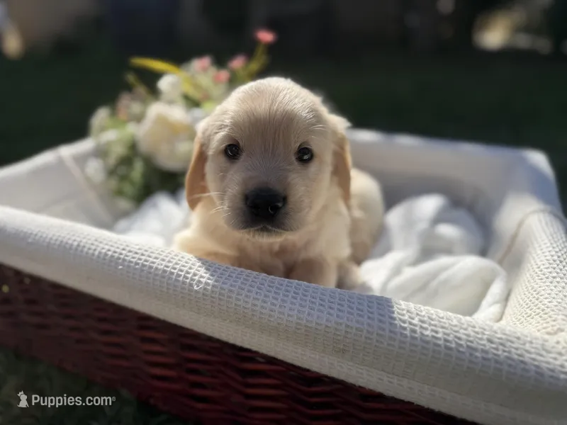 Todd – Golden Retriever puppy for sale in Bloomington, CA