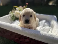 Todd, a male Golden Retriever for sale in Bloomington, CA – Photo 1 of 5