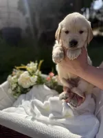 Todd, a male Golden Retriever for sale in Bloomington, CA – Photo 4 of 5