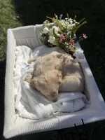 Todd, a male Golden Retriever for sale in Bloomington, CA – Photo 5 of 5