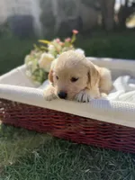 Todd, a male Golden Retriever for sale in Bloomington, CA – Photo 2 of 5