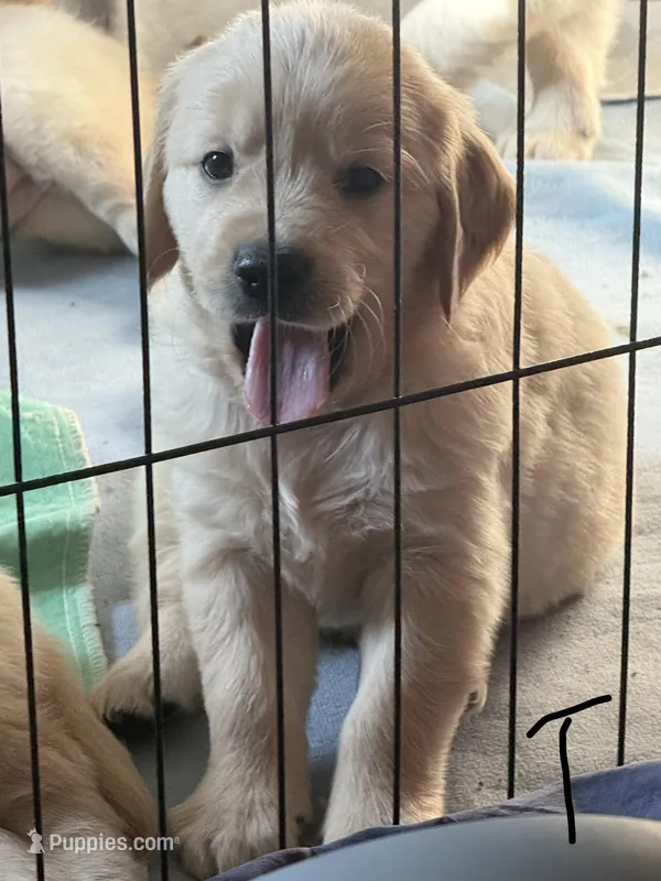 Todd – Golden Retriever puppy for sale in Bloomington, CA