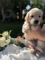 Todd, a male Golden Retriever for sale in Bloomington, CA – Photo 3 of 5