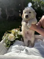 David , a male Golden Retriever for sale in Bloomington, CA – Photo 5 of 5