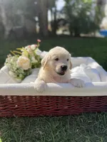 David , a male Golden Retriever for sale in Bloomington, CA – Photo 4 of 5