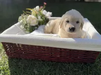 David , a male Golden Retriever for sale in Bloomington, CA – Photo 3 of 5