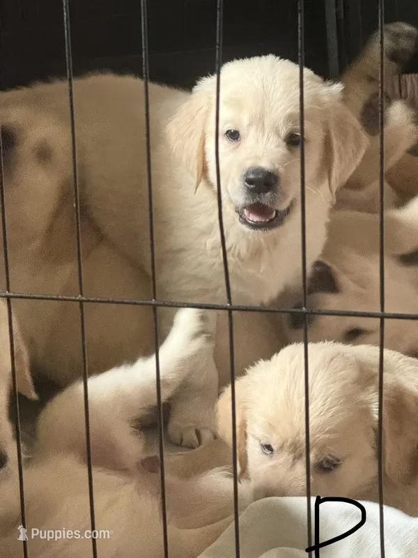 David  – Golden Retriever puppy for sale in Bloomington, CA