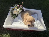 Coco, a female Golden Retriever for sale in Bloomington, CA – Photo 4 of 6